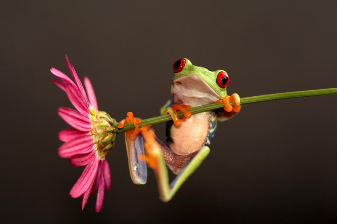Милые лягушки с цветочком